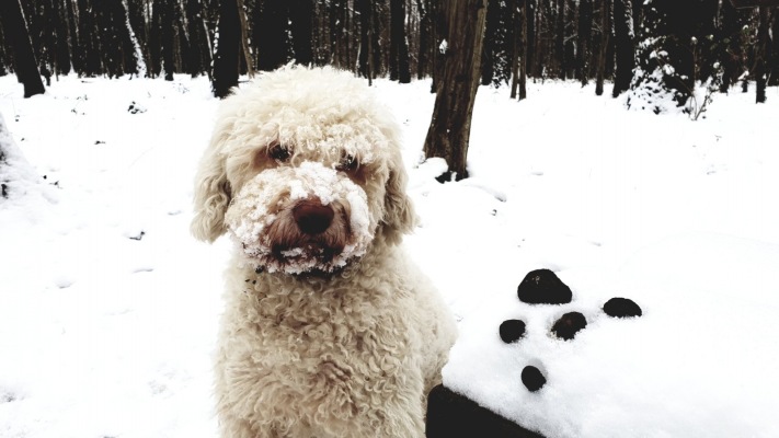 truffle hunting winter 0001